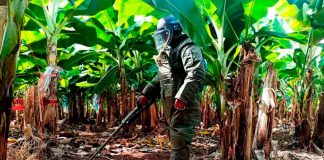 Al menos 87 minas terrestres han sido removidas en la región de Tierra Caliente