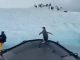 #VIDEO | Este pingüino saltó a un barco para escapar de una foca; sus compañeros le esperaban en lo alto de un iceberg