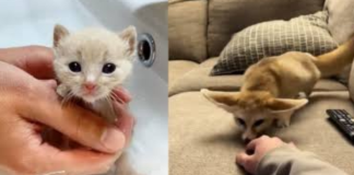#VIDEO | En redes se viraliza el rescate de “un gato bebé” que al final resultó ser un zorro