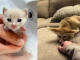 #VIDEO | En redes se viraliza el rescate de “un gato bebé” que al final resultó ser un zorro