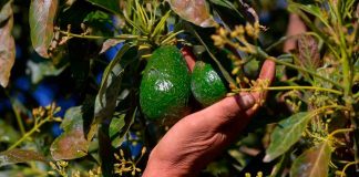 Certificación ProForest Avocado protege 49 mil huertas exportadoras de aguacate