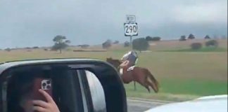 #VIDEO | Intenta escapar de policía a caballo, pero termina noqueado