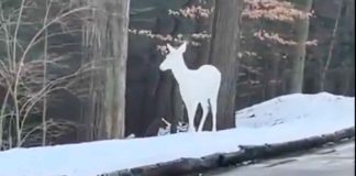 #Video // Captan en video un ciervo albino, una de las especies más raras del mundo