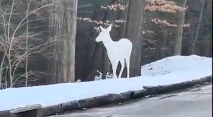 #Video // Captan en video un ciervo albino, una de las especies más raras del mundo