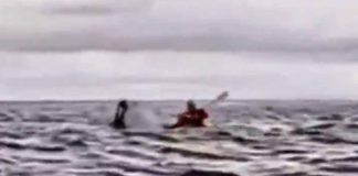 #Video // Hombre es tragado y expulsado por una ballena jorobada: “Pensé que me había comido”