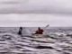 #Video // Hombre es tragado y expulsado por una ballena jorobada: “Pensé que me había comido”