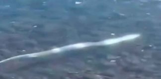 #Video // Pez remo, asociado con el “fin del mundo”, es hallado en una playa de México: ¿Presagio de desastre?