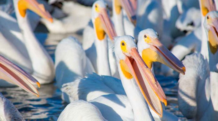Conoce las actividades del Festival Biocultural del Pelícano Borregón