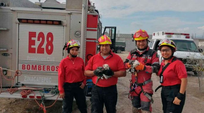 #Imágenes | Rescatan a cuatro gatitos de un pozo de 15 metros de profundidad #México