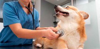 SSM realizará esterilizaciones caninas y felinas sin costo en estos municipios