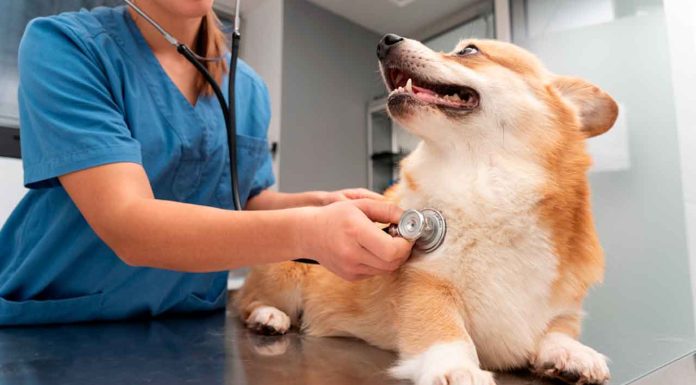 SSM realizará esterilizaciones caninas y felinas sin costo en estos municipios