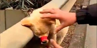 #Video // Héroe anónimo rescata a cachorro amarrado y atado en una barrera de contención