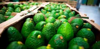 En Michoacán 6 empaques de aguacate cuentan con certificado de buenas prácticas ambientales