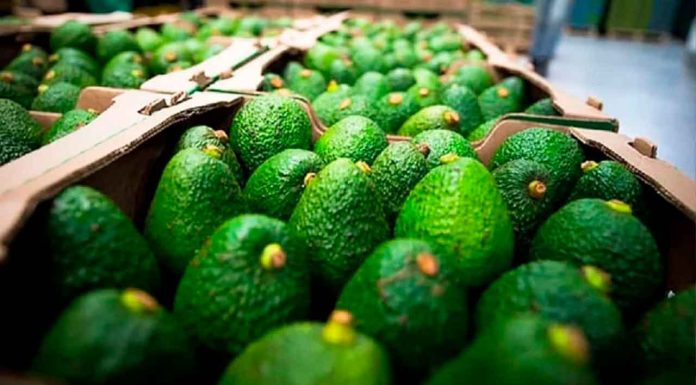 En Michoacán 6 empaques de aguacate cuentan con certificado de buenas prácticas ambientales