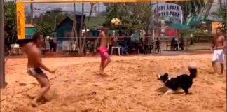 #VIDEO #VIRAL // ¡Este perro es un profesional del voleibol!