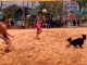 #VIDEO #VIRAL // ¡Este perro es un profesional del voleibol!
