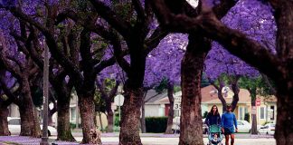 UNAM alerta sobre el impacto del florecimiento de jacarandas fuera de temporada