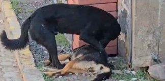 #Video // Perrito intenta revivir a su amigo envenenado y se niega a abandonarlo