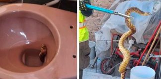 #México: ¡Nuevo miedo desbloqueado! Hombre encuentra víbora en la taza del baño de su casa