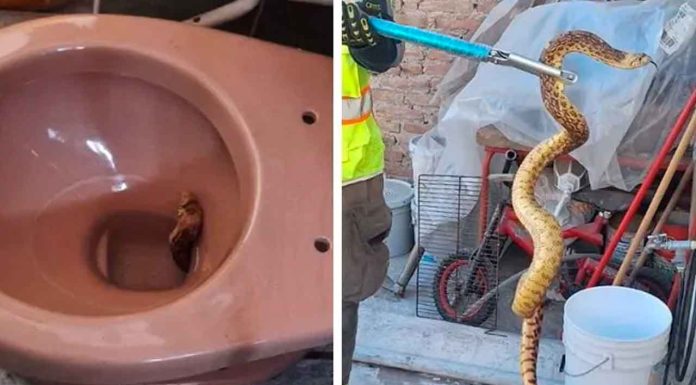 #México: ¡Nuevo miedo desbloqueado! Hombre encuentra víbora en la taza del baño de su casa