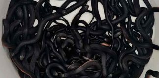 Hombre descubre 102 serpientes venenosas habitando en su propiedad #Internacional