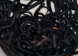 Hombre descubre 102 serpientes venenosas habitando en su propiedad #Internacional