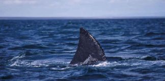 Tiburón ataca a una adolescente mientras nadaba en la playa; la joven no logró sobrevivir