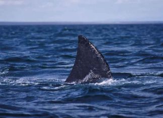 Tiburón ataca a una adolescente mientras nadaba en la playa; la joven no logró sobrevivir