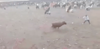 #VIDEO | Joven muere tras ser corneado por un toro durante las corralejas de Tierralta