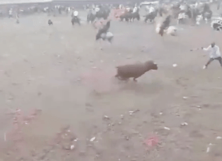 #VIDEO | Joven muere tras ser corneado por un toro durante las corralejas de Tierralta