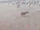 #VIDEO | Joven muere tras ser corneado por un toro durante las corralejas de Tierralta