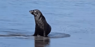 #VIRAL: ¿Anda de vacaciones? Lobo marino de Baja California fue captado en las costas de Chiapas