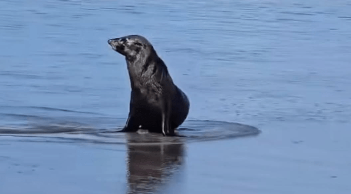 #VIRAL: ¿Anda de vacaciones? Lobo marino de Baja California fue captado en las costas de Chiapas