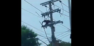 #VIDEO | Ladrón se electrocuta al intentar robar cables de un poste de luz