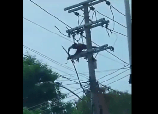 #VIDEO | Ladrón se electrocuta al intentar robar cables de un poste de luz