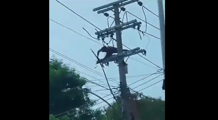 #VIDEO | Ladrón se electrocuta al intentar robar cables de un poste de luz