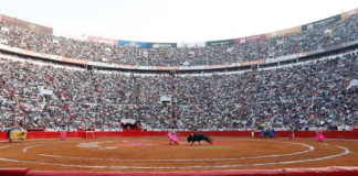 #VIDEO | Aprueban corridas taurinas libres de violencia