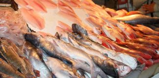 En Cuaresma, evita riesgos al consumir pescados y mariscos: SSM