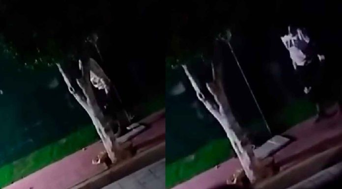 #Video | Denuncian a sujeto por matar y abusar sexualmente de perros en Chimalhuacán