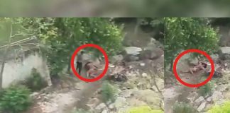 #VIDEO | Policía busca a hombre que golpeó brutalmente a una mujer en un terreno baldío