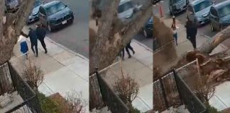 #VIDEO | Familia escapa de ser aplastada por un gran árbol en mal estado #Internacional