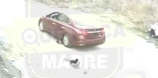 #Video | Hombre atropella a perritos y huye del lugar #México