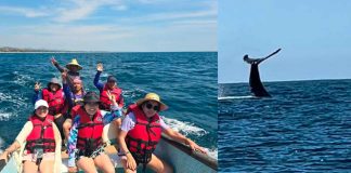 Ballenas despiden temporada en Michoacán con 93% de avistamientos