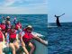 Ballenas despiden temporada en Michoacán con 93% de avistamientos