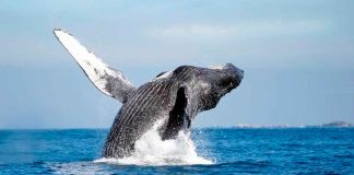 Por concluir avistamiento de ballenas en la costa michoacana ¿Te gustaría vivir la experiencia? Aquí te contamos cómo