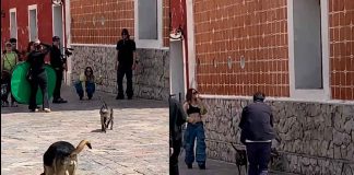 #Viral #VIDEO | Belinda y su tierno encuentro con perritos callejeros se hace viral
