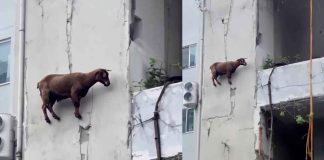 #Video | Cabra que desafía la lógica y la gravedad sorprende en redes
