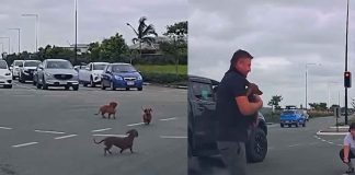 #VIDEO | Perros caen de un auto en movimiento y conductores se apresuran a rescatarlos