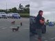 #VIDEO | Perros caen de un auto en movimiento y conductores se apresuran a rescatarlos