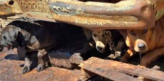 #Video | Carnicero recibe prisión preventiva por vender carne de perro #México